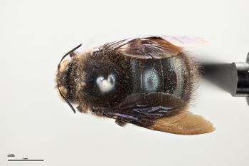 Media type: image;   Entomology 810637 Aspect: habitus dorsal view
